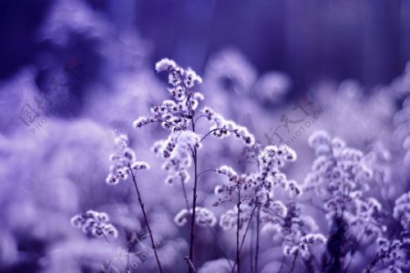 漂亮的紫色花朵