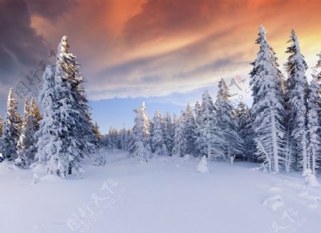 树林雪景与雪地风景