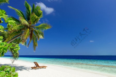 美丽椰树海岸风景