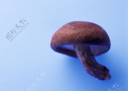香菇摄影高清图片