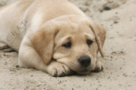 趴在沙地上的小狗