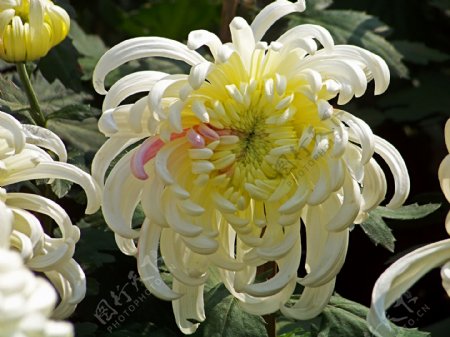 美丽的白色菊花图片