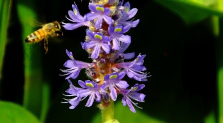 高清蜜蜂与花草图片
