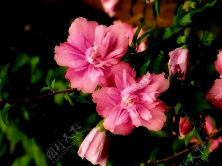 鲜艳粉色木槿花图片