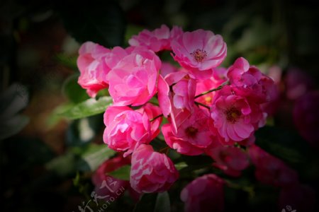 美丽的粉色蔷薇花图片