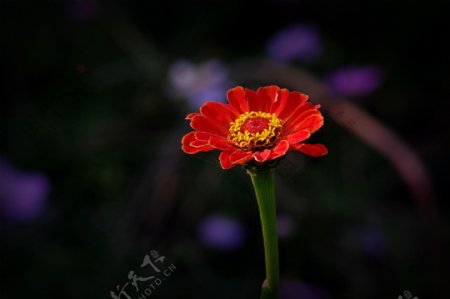 唯美红色雏菊花图片