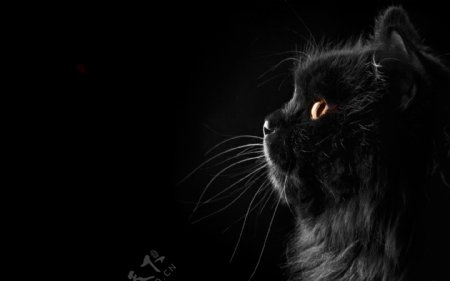 黑猫图片