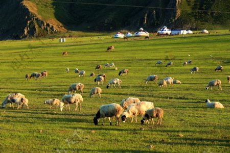 草原上羊群图片