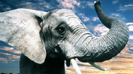 草原上非洲大象图片