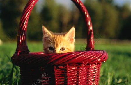 竹篮里可爱小猫咪图片