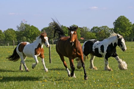 草地上的马匹