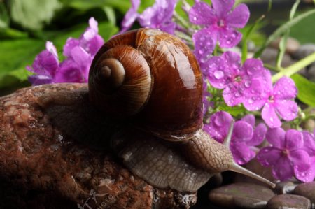 石头上的蜗牛和花朵