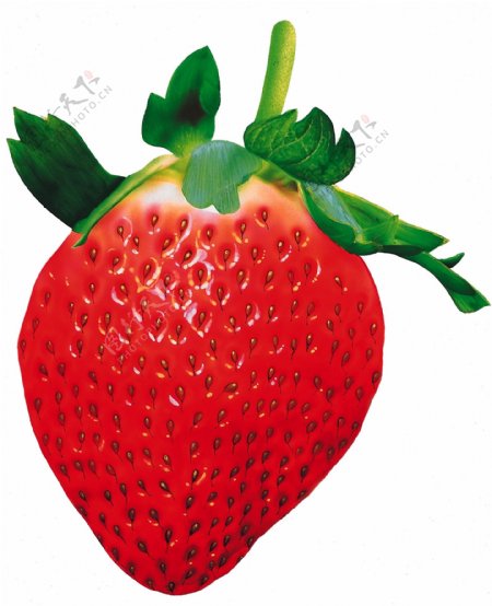 水果食物插图0075