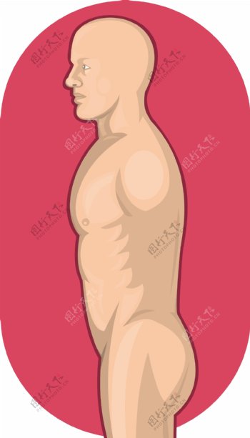 男性人体解剖站侧视图