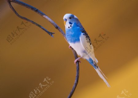 蓝色虎皮鹦鹉图片
