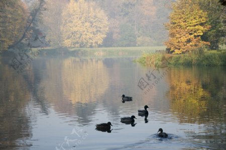 湖泊上的鸭子图片