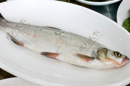 白条鱼图片
