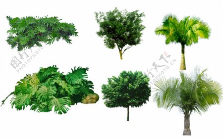绿化景观素材树图片