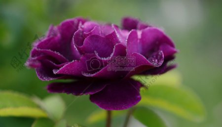 漂亮的紫色鲜花