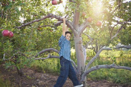 在苹果树下玩耍的孩子图片