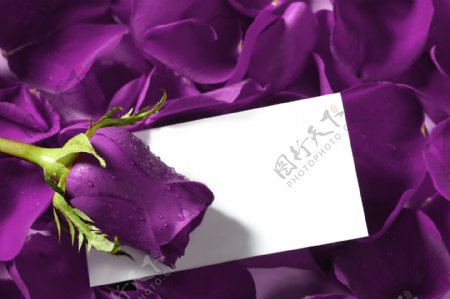 紫色玫瑰与卡片