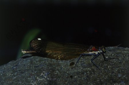 石头上的小蜻蜓