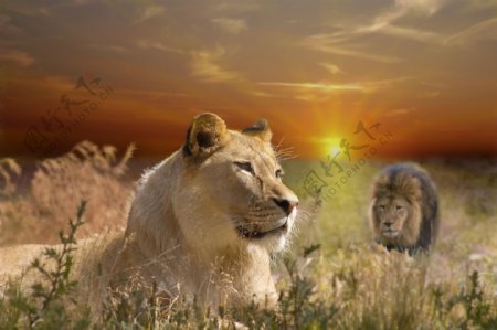 非洲草原上的狮子