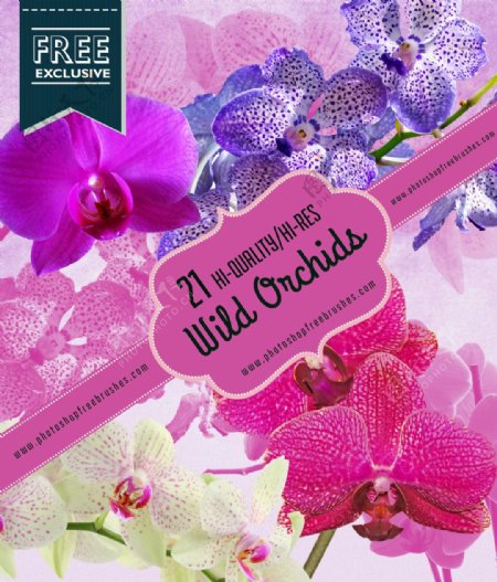 21种漂亮的兰花真实花朵Photoshop鲜花笔刷