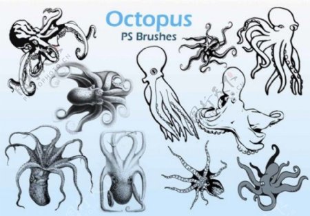 20种章鱼和乌贼等海洋生物PS笔刷