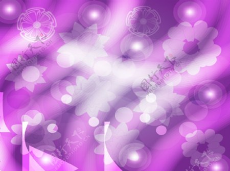 紫色色调的花背景