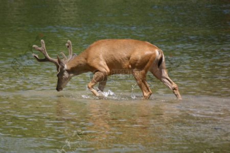 水面上奔跑的小鹿