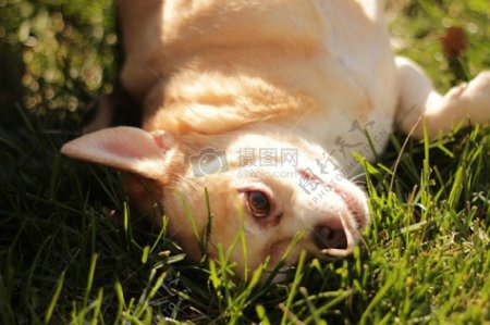 躺在草地上的狗