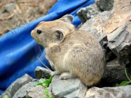 石头上的撒丁鼠兔