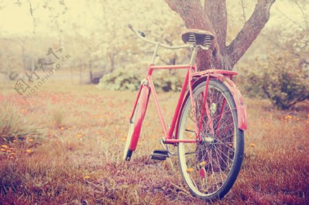 放在草丛里的红色自行车图片