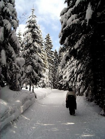 覆满积雪的林间小道