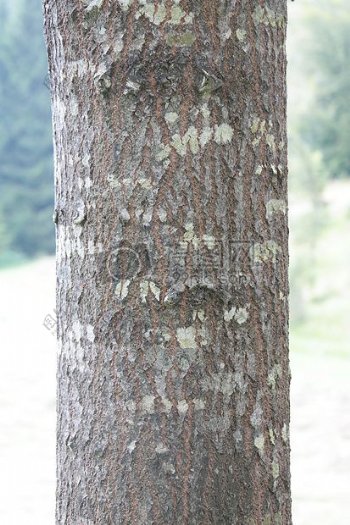 树皮粗糙的树干