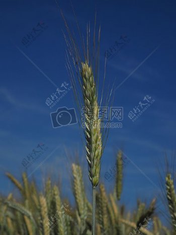 农田里的大麦场