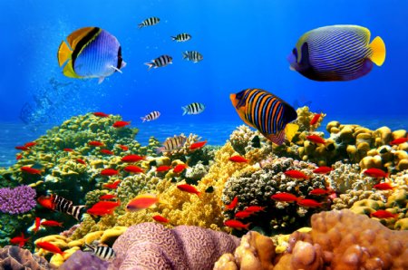 美丽珊瑚和鱼儿
