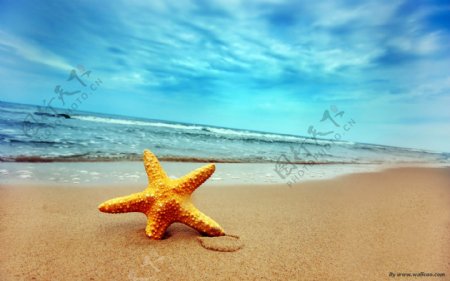 海滩星星