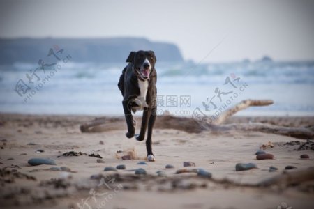 2狗上海滩