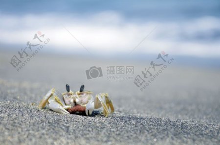螃蟹在圣吉吉海滩