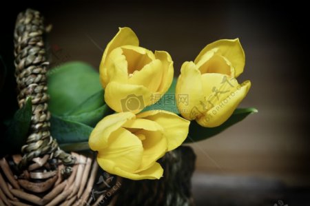 花篮里的黄色郁金香