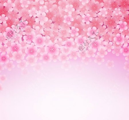 粉色樱花花朵背景矢量素材下载