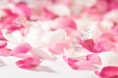 3D高清白色粉红花瓣背景墙