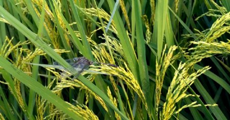 水稻上的蜻蜓视频