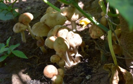 阳光下的小蘑菇群