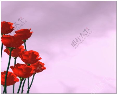 红色花朵婚礼片头视频背景素材