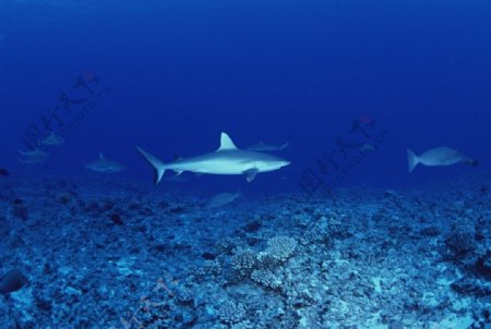 鲨鱼海洋生物