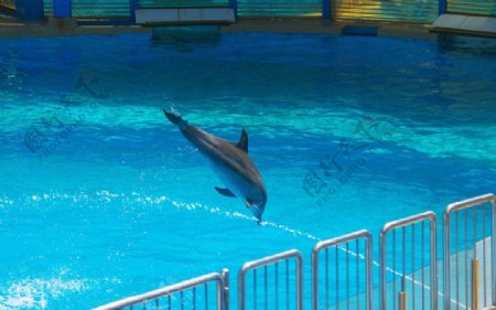 海豚跳水
