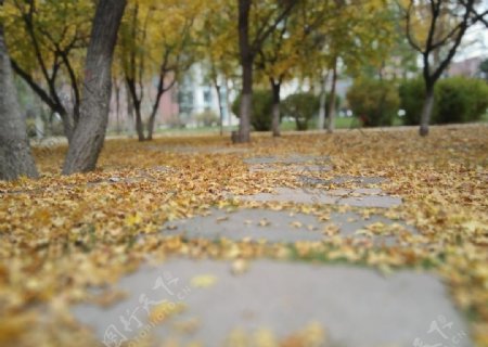 秋季小路